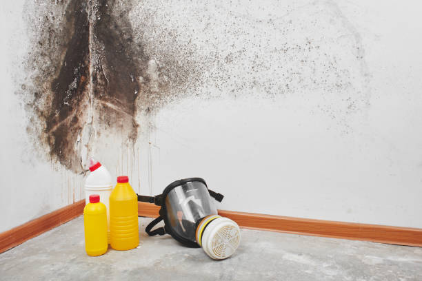 Best Mold Damage Repair  in Three Rivers, MI
