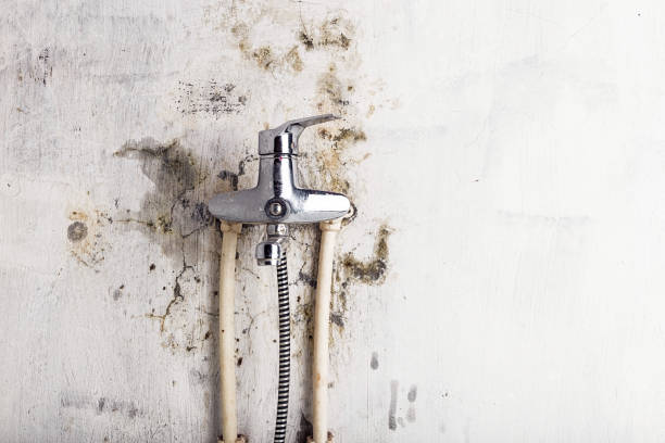 Trusted Three Rivers, MI Mold Removal Experts