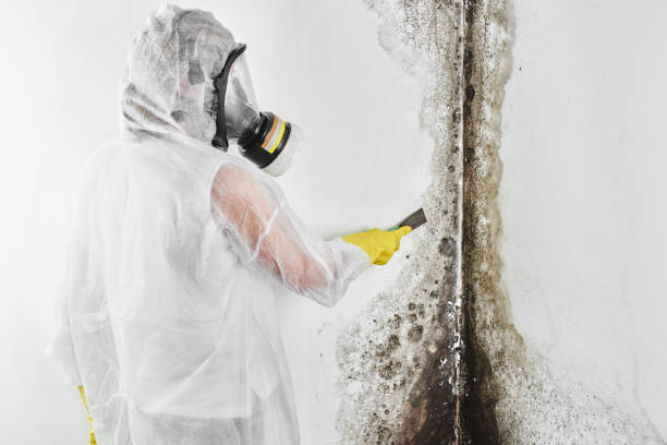 Best Mold Remediation  in Three Rivers, MI