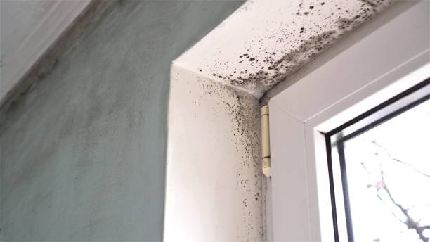 Best Certified Mold Removal  in Three Rivers, MI