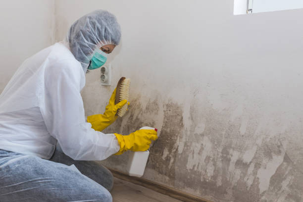 Best Residential Mold Removal  in Three Rivers, MI