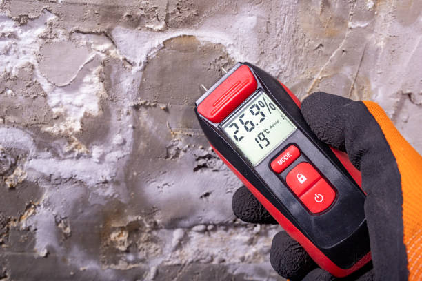 Best Mold Removal Near Me  in Three Rivers, MI