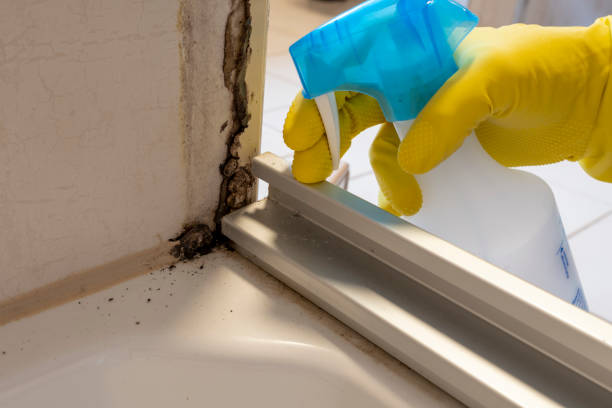 Best Office Mold Removal Services  in Three Rivers, MI