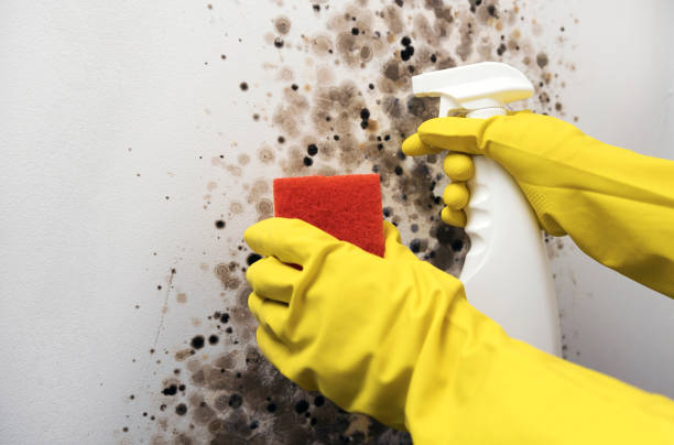 Best Toxic Mold Removal  in Three Rivers, MI