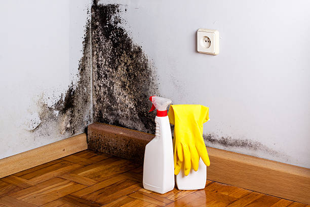 Certified Mold Removal in Three Rivers, MI