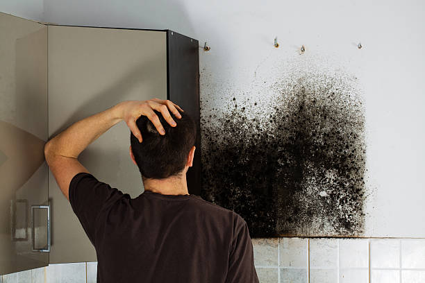 Best Mold Remediation Experts  in Three Rivers, MI