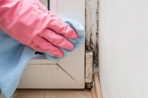 Best Commercial Mold Removal  in Three Rivers, MI