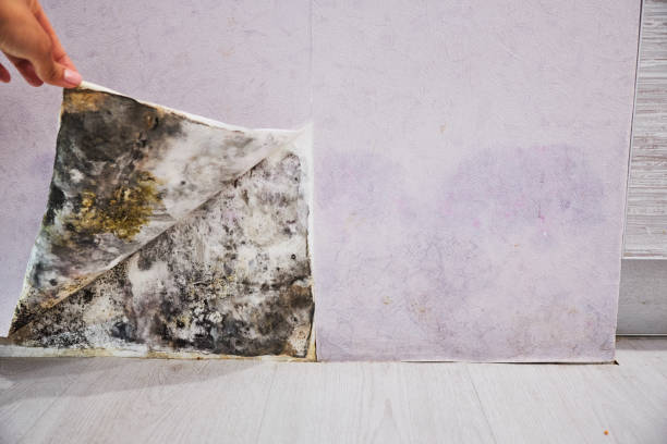 Best Mold Cleaning Services  in Three Rivers, MI